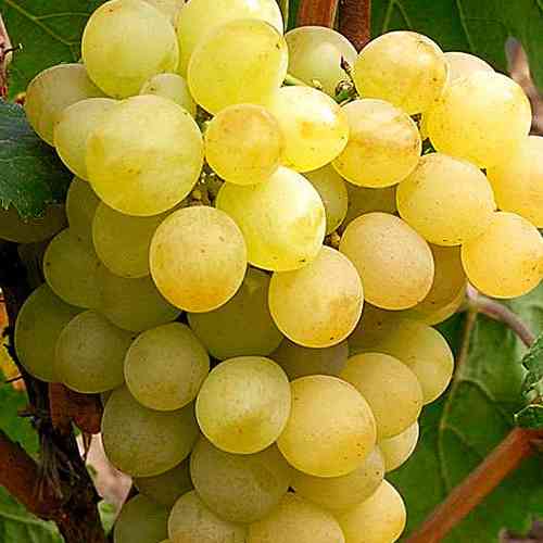 Cаджанці винограду Ананасний Ранній (черенкований) - 1-річний Чернівці