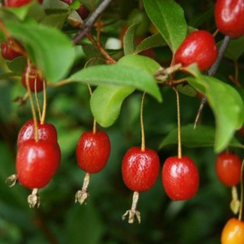 Саджанці гумі Південний - 2-річний Чернівці - фото 1