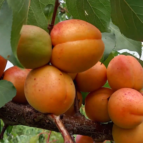 Саженцы абрикоса Эрли Блаш (привитый) - 1-летний Черновцы - изображение 4