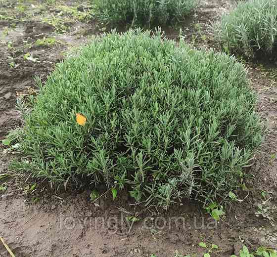 Курупномірні кущі лаванди 80 см в діаметрі для озеленення та ландшафтного дизайну. Ірпінь