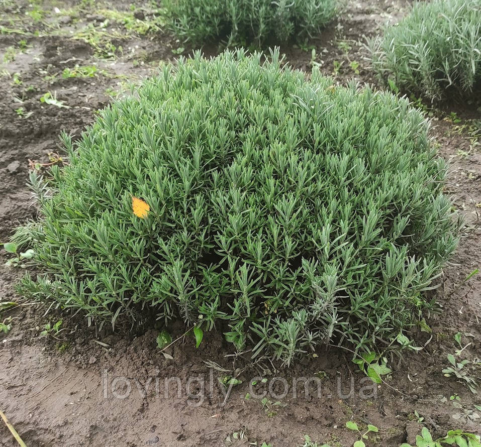 Курупномірні кущі лаванди 80 см в діаметрі для озеленення та ландшафтного дизайну. Ірпінь - фото 1