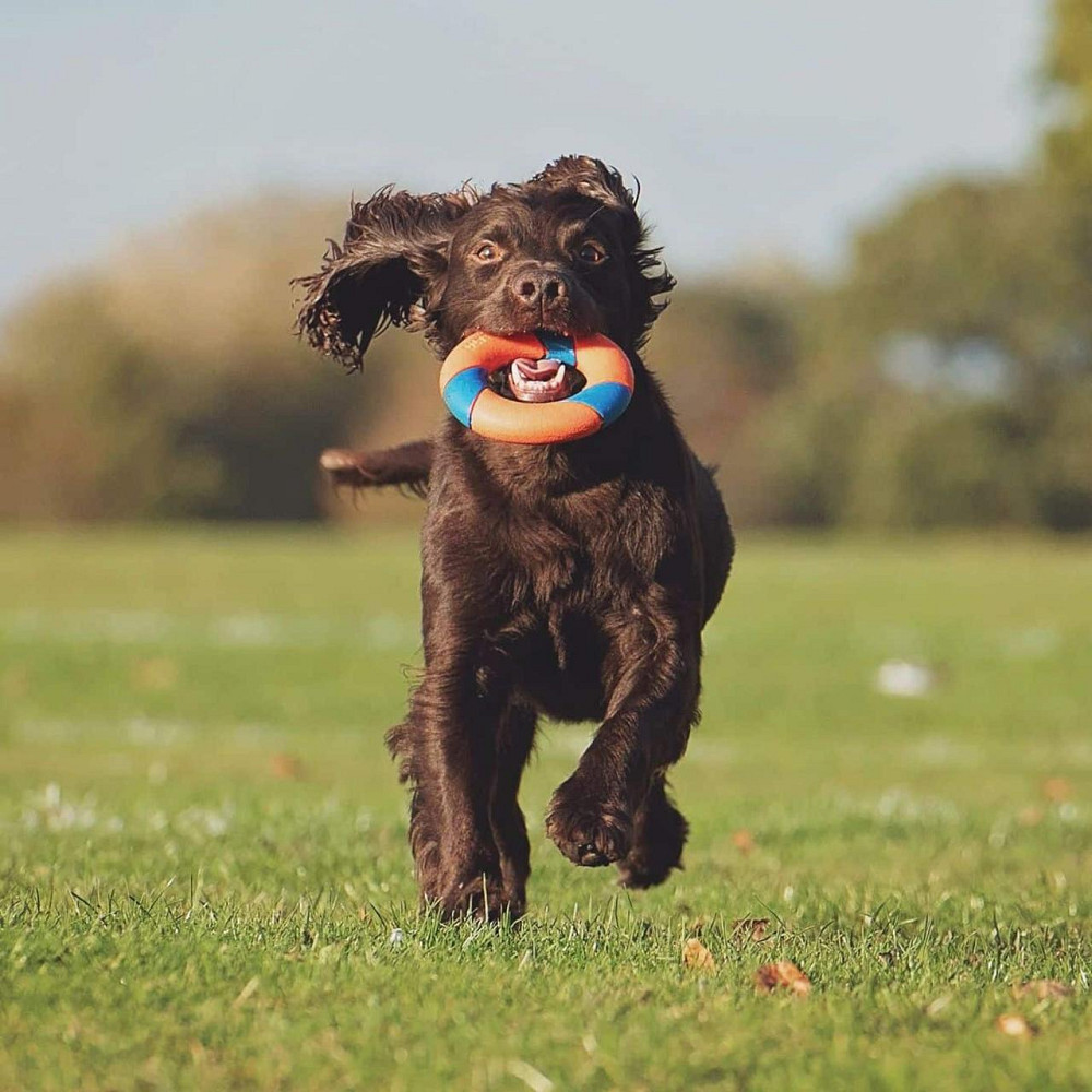 Катапульта с кольцом Chuckit! Ring Chaser Launcher игрушка для собак, диаметр Ø12,5 см Винница - изображение 6