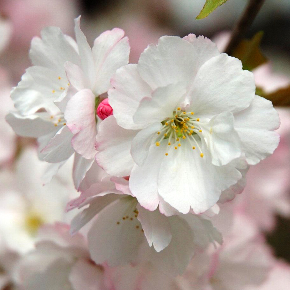 Саженцы сакуры Белая (привитый) Черновцы - изображение 1