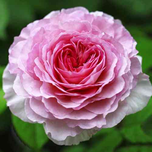 Саджанці троянд Джеймс Гелвей (привитий) - 2-річний Чернівці