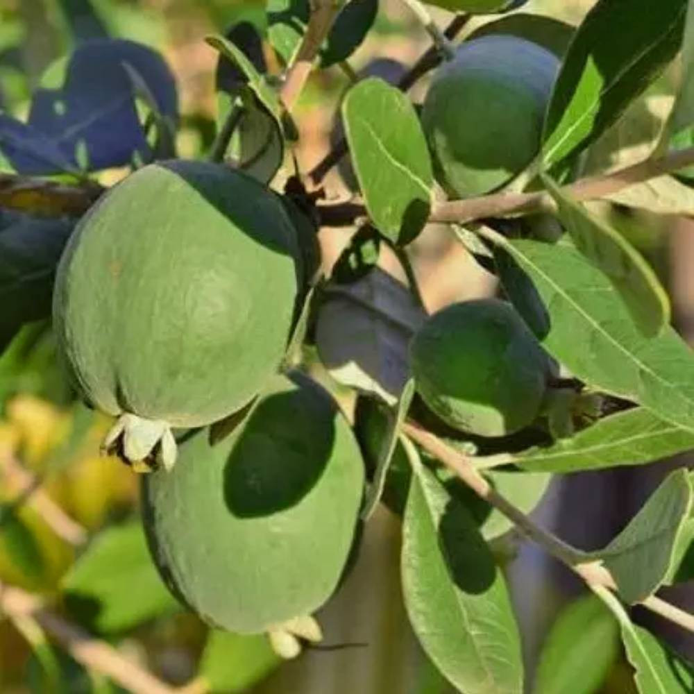 Саженцы фейхоа Бессон Черновцы - изображение 1