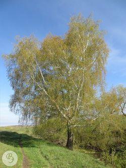 Листя  берези білої (Лист березы белой)100г master sem Киев - изображение 3