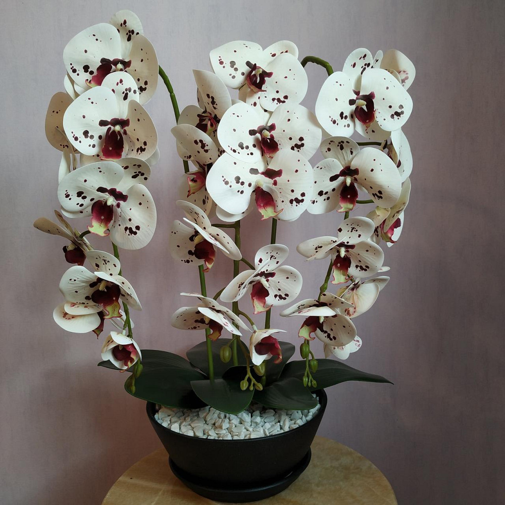 Штучна латексна орхідея VIP у керамічному кашпо графіт на три гілки білих з бордовою точкою Дніпро - фото 1