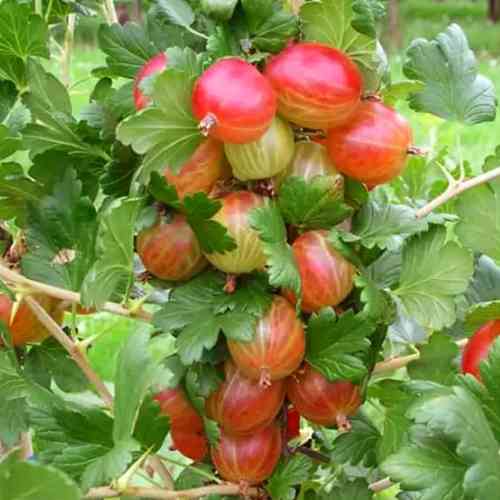 Саджанці агрусу Ксенія (черенкований) - 1-річний Чернівці