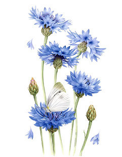 Термонаклейка для одягу Васильки Київ - фото 1