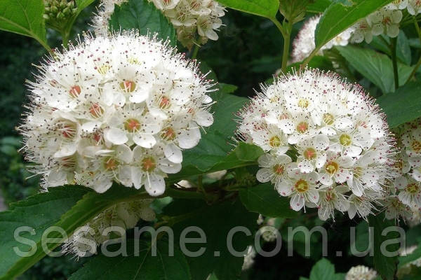 Боярышник цветки (пак/50грамм) Харьков - изображение 2