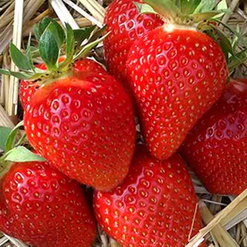 Саджанці полуниці Сибілла (10 штук) - 1-річний Чернівці