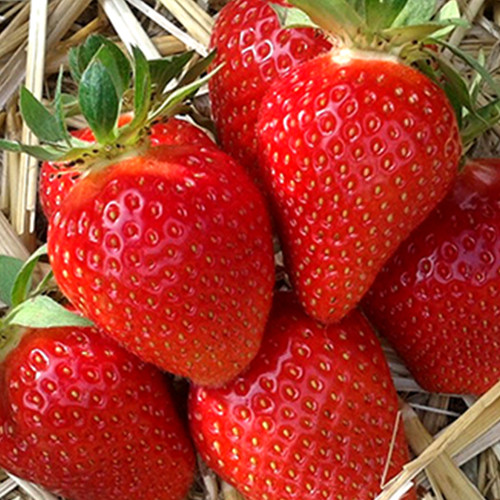 Саджанці полуниці Сибілла (10 штук) - 1-річний Чернівці - фото 1