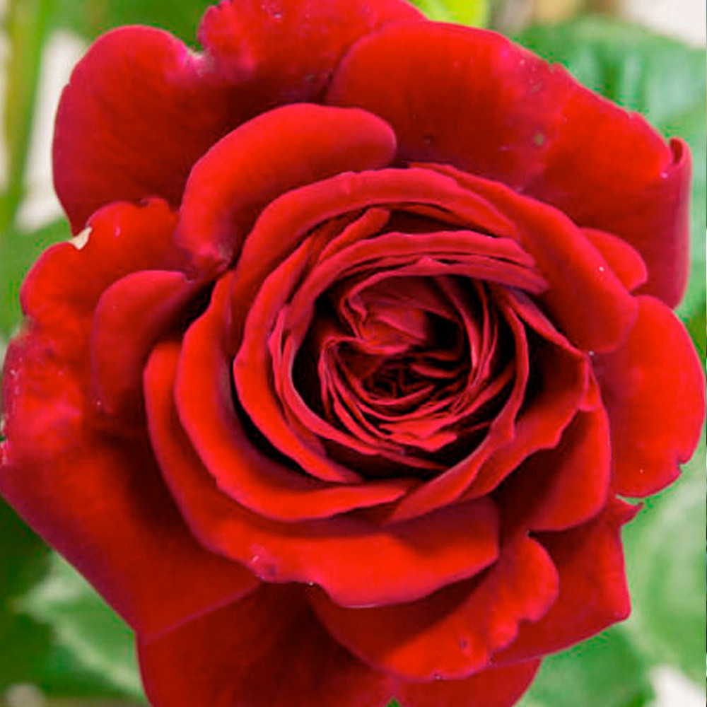 Саджанці плетистих троянд Нахеглут (привитий) Чернівці - фото 2