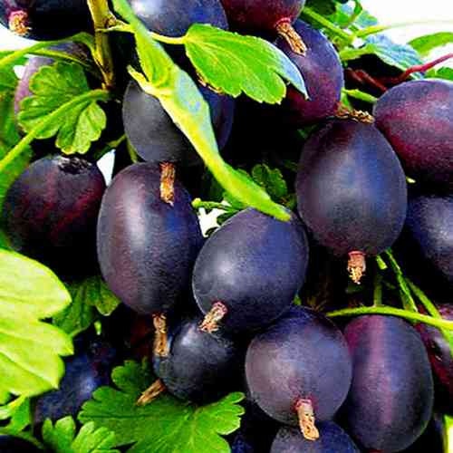 Саджанці агрусу Чорноморець (черенкований) - 2-річний Чернівці