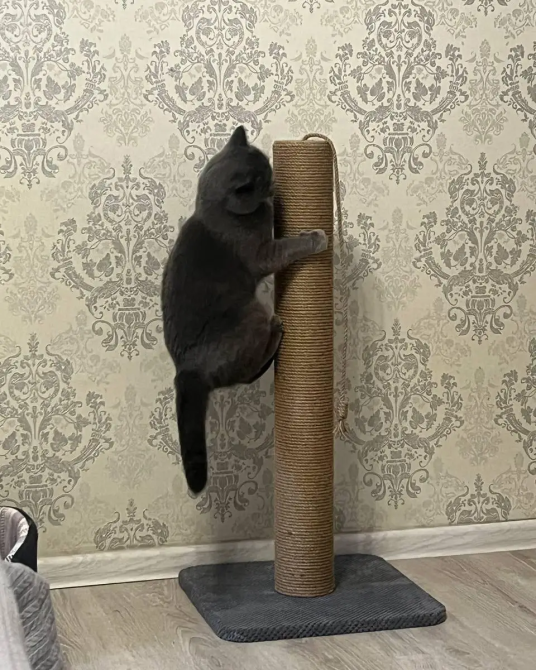 Когтеточка для больших котов напольная с джутовым канатом 82×40×40 см Киев - изображение 3