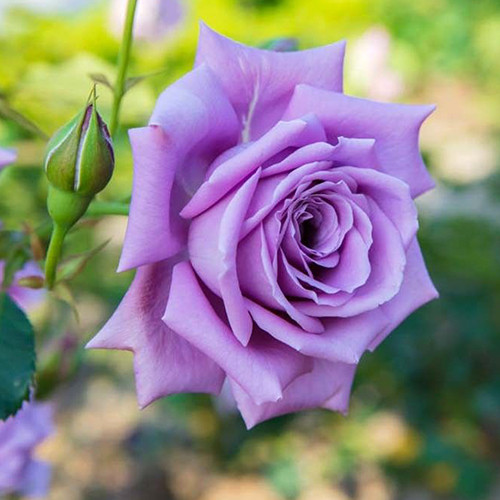 Саджанці троянд Блю Мун (привитий) - 2-річний Чернівці - фото 1