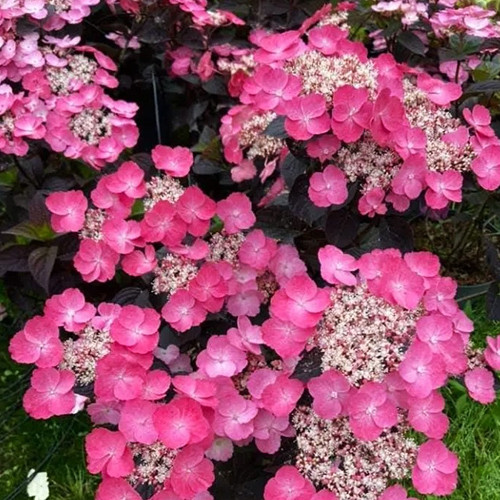 Саджанці гортензії Пильчиста Дардевіл (черенкований) - 2-річний Чернівці - фото 1