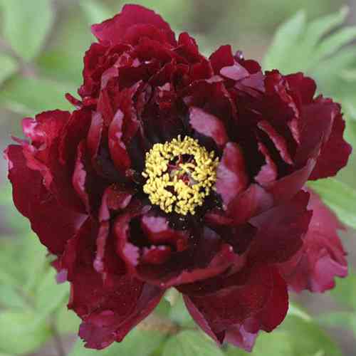 Саджанці піона деревоподібного Чорна Пантера (сіянець) - 1-річний Чернівці