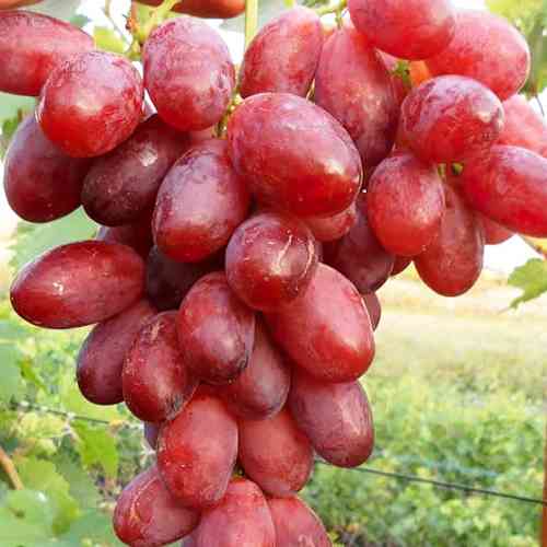 Саджанці винограду Вогняний (черенкований) - 2-річний Чернівці