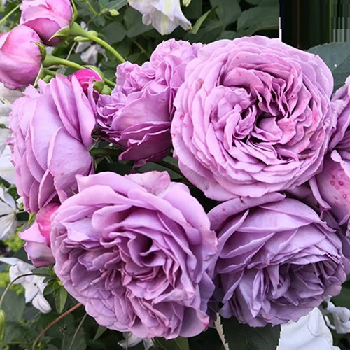 Саджанці троянд Блу Скай Фрі (привитий) - 2-річний Чернівці - фото 1