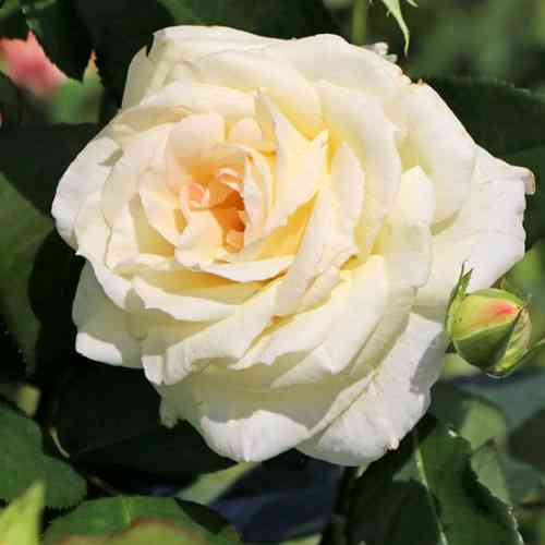 Саджанці троянд Шнеевальцер (привитий) - 2-річний Чернівці