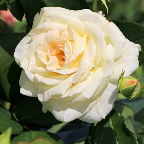 Саджанці троянд Шнеевальцер (привитий) - 2-річний Чернівці - фото 1