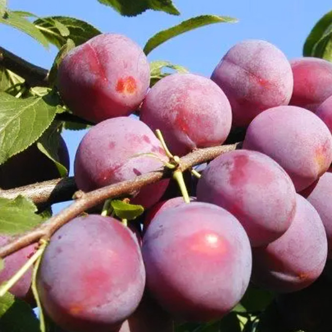 Саджанці сливи Ісполінська (привитий) - 1-річний Чернівці - фото 1