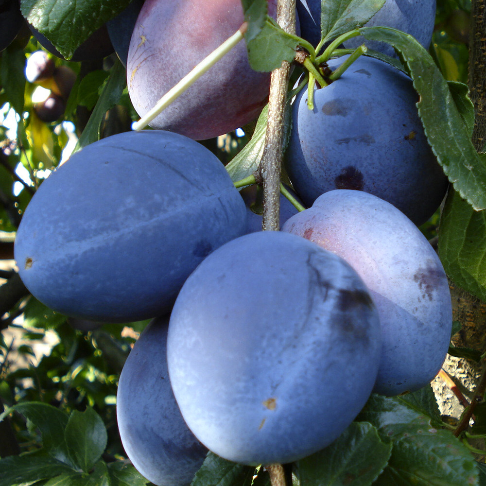 Саджанці сливи Топ Гігант (привитий) - 1-річний Чернівці - фото 1