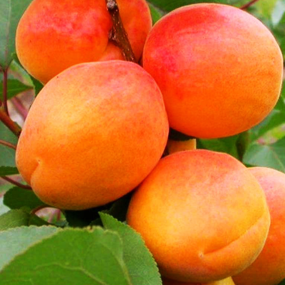 Саджанці абрикоса Фардао (привитий) - 1-річний Чернівці - фото 3