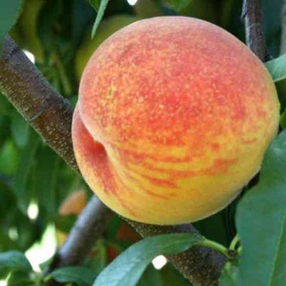 Саджанці персика Віргіл Т4 (привитий) - 2-річний Чернівці