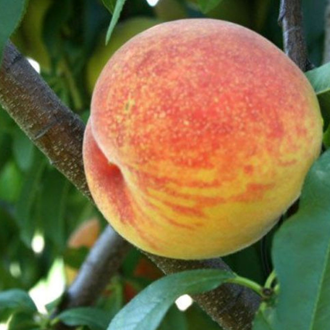 Саженцы персика Виргил Т4 (привитый) - 2-летний Черновцы - изображение 1