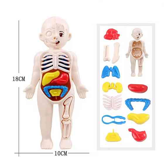 Анатомічна модель тіла людини 3 D пазл навчальна іграшка для дітей 18 см різнокольоровий Київ