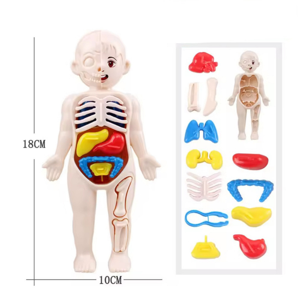 Анатомічна модель тіла людини 3 D пазл навчальна іграшка для дітей 18 см різнокольоровий Київ - фото 5