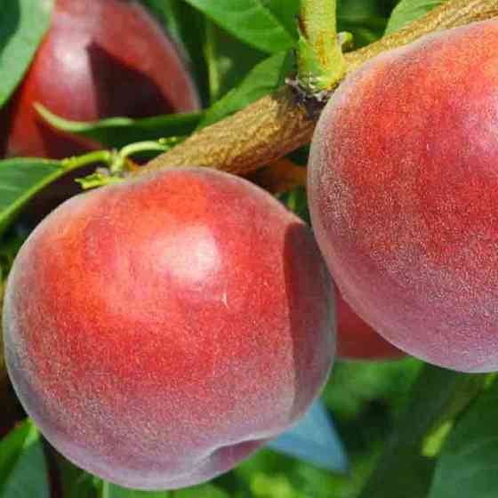 Саджанці персика Харбінгер (привитий) - 1-річний Чернівці