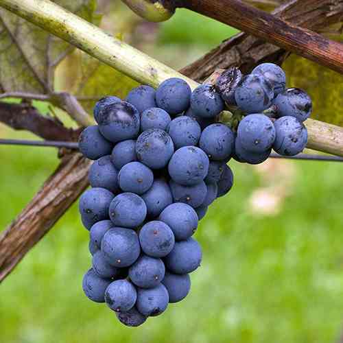 Cаджанці винограду Леон Міллот (черенкований) - 1-річний Чернівці