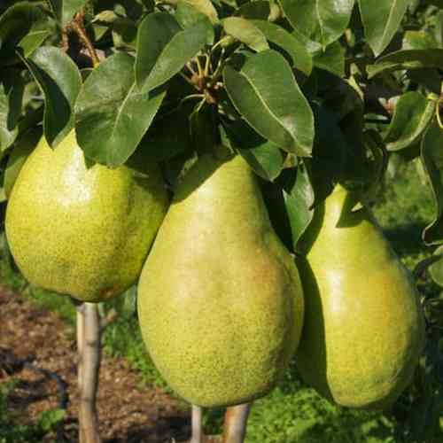 Саженцы груши Ксения (привитый) - 2-летний Черновцы