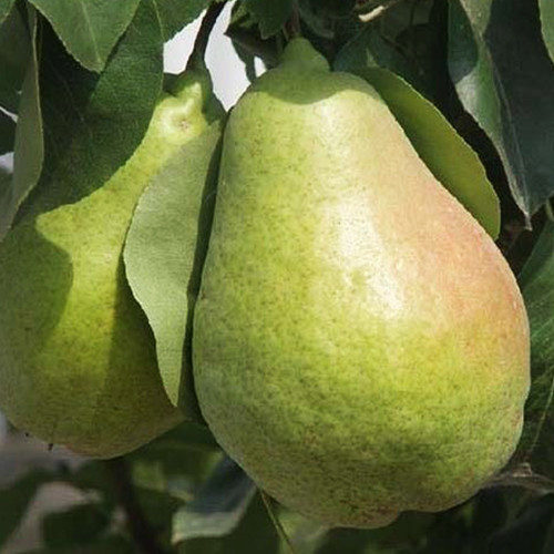 Саженцы груши Гигантелла (привитый) - 1-летний Черновцы - изображение 1