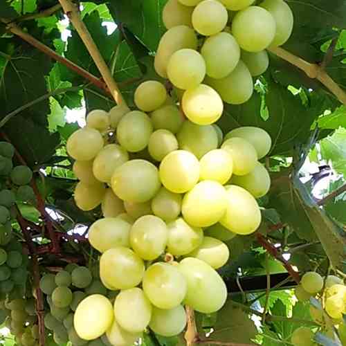 Cаджанці винограду Альбіна (черенкований) - 2-річний Чернівці