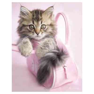 Мини-постер Мини 61 x 91,5 см Ровно