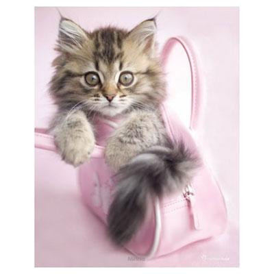 Мини-постер Мини 61 x 91,5 см Ровно - изображение 1