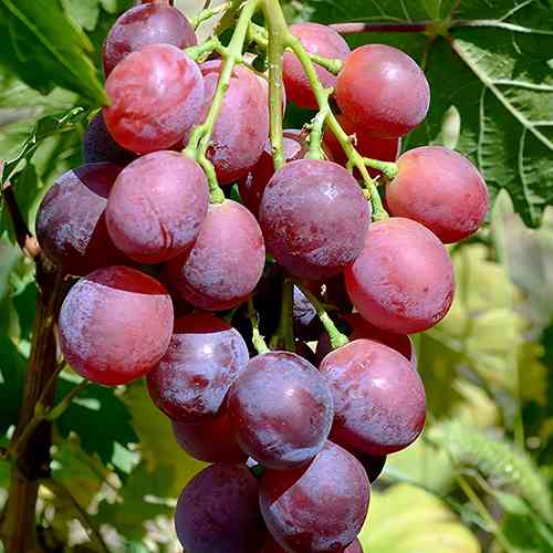 Саженцы винограда Валерия Воевода (черенкованный) - 1-летний Черновцы