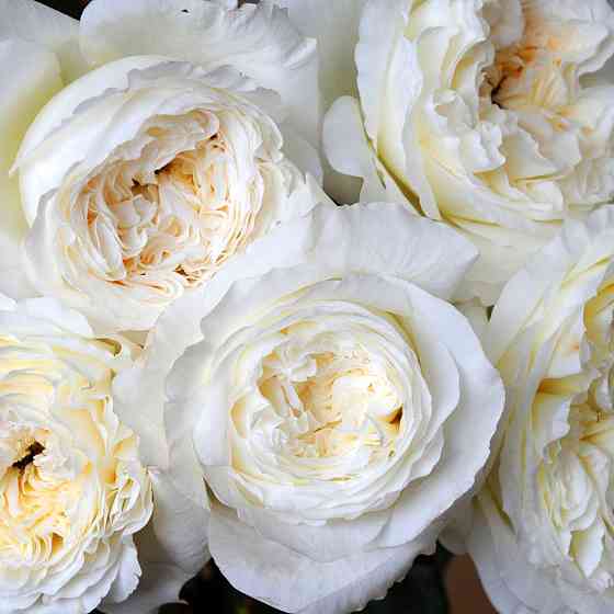 Саженцы английских пионовидных роз Пэйшенс (привитый) Черновцы