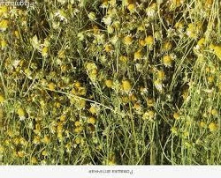 Ромашка лікарська (Ромашка лекарственная)100г master sem Киев - изображение 1