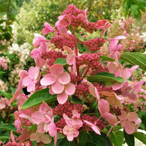 Саджанці гортензії Дарума (черенкований) - 1-річний Чернівці - фото 1