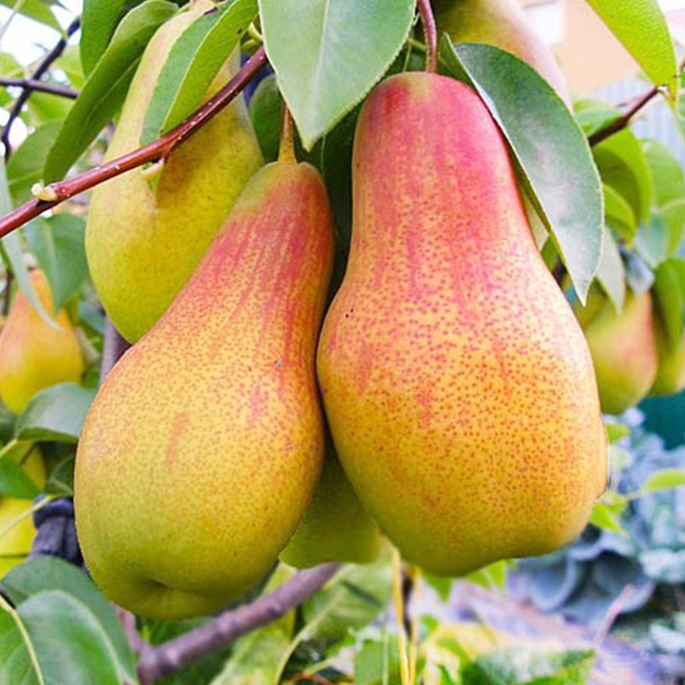 Саджанці груші Лісова Красуня (привитий) - 1-річний Чернівці - фото 2