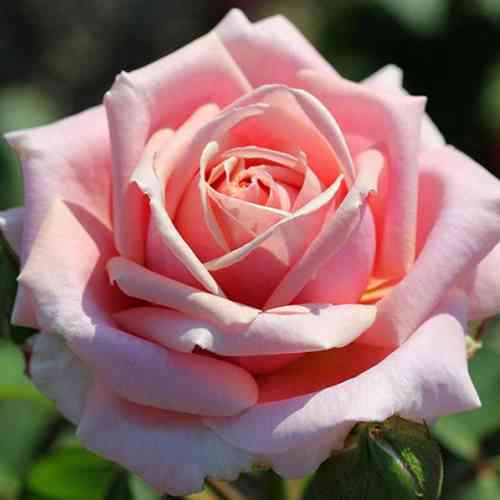 Саджанці троянд Фредерік Містраль (привитий) - 2-річний Чернівці