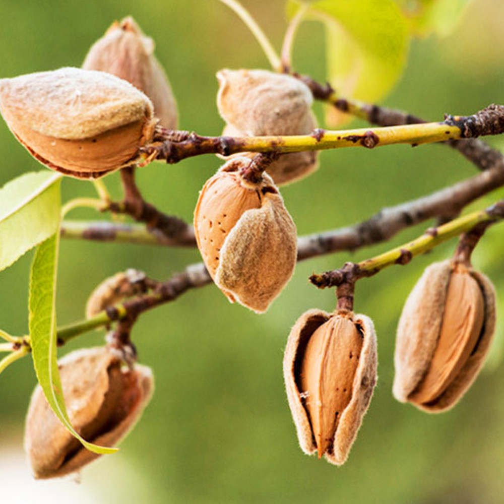 Саджанці мигдалю Форос (привитий) - 2-річний Чернівці - фото 2