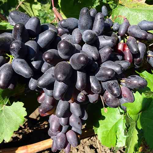 Саженцы винограда Одесский Сувенир (черенкованный) - 1-летний Черновцы