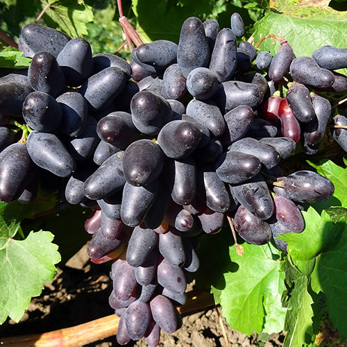 Саженцы винограда Одесский Сувенир (черенкованный) - 1-летний Черновцы - изображение 1