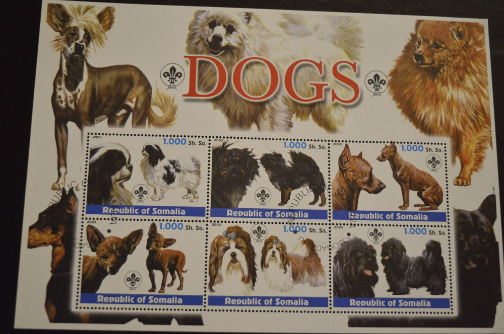 Сомали. Фауна. Животные. 2003 год Полтава - изображение 1